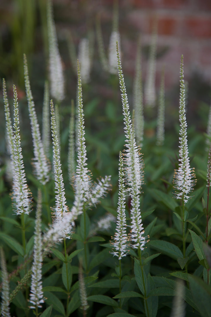 Veronicastrum virginicum 'Album' AGM