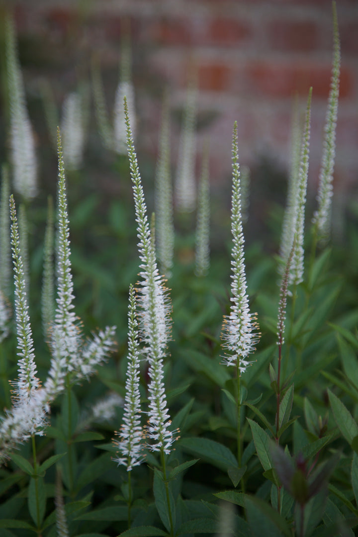 Veronicastrum virginicum 'Album' AGM