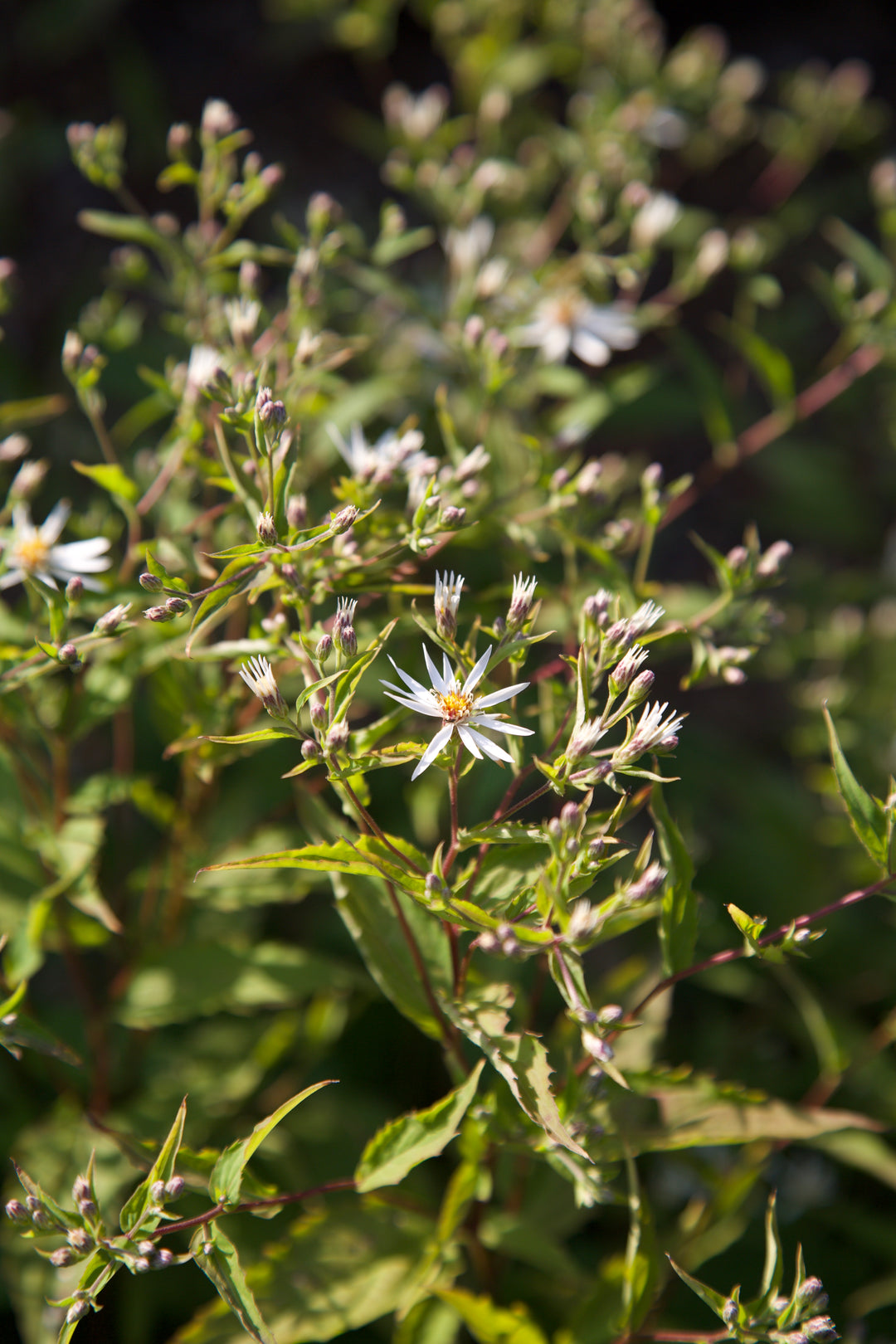 Aster divaricatus 'Eastern Star'