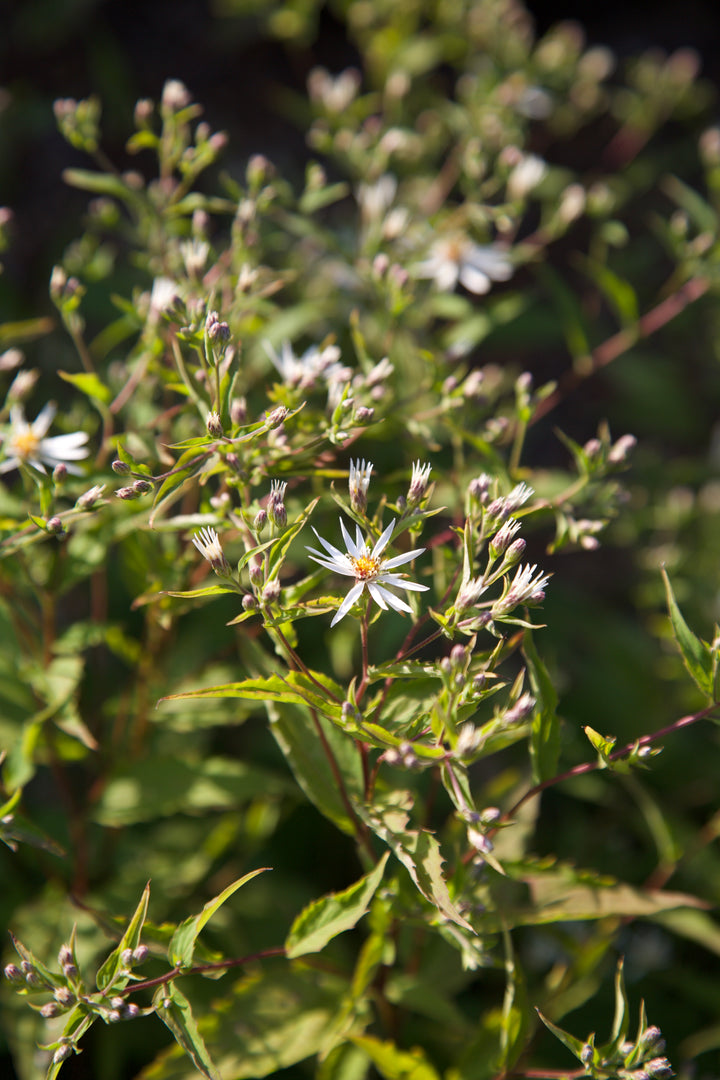 Aster divaricatus 'Eastern Star'
