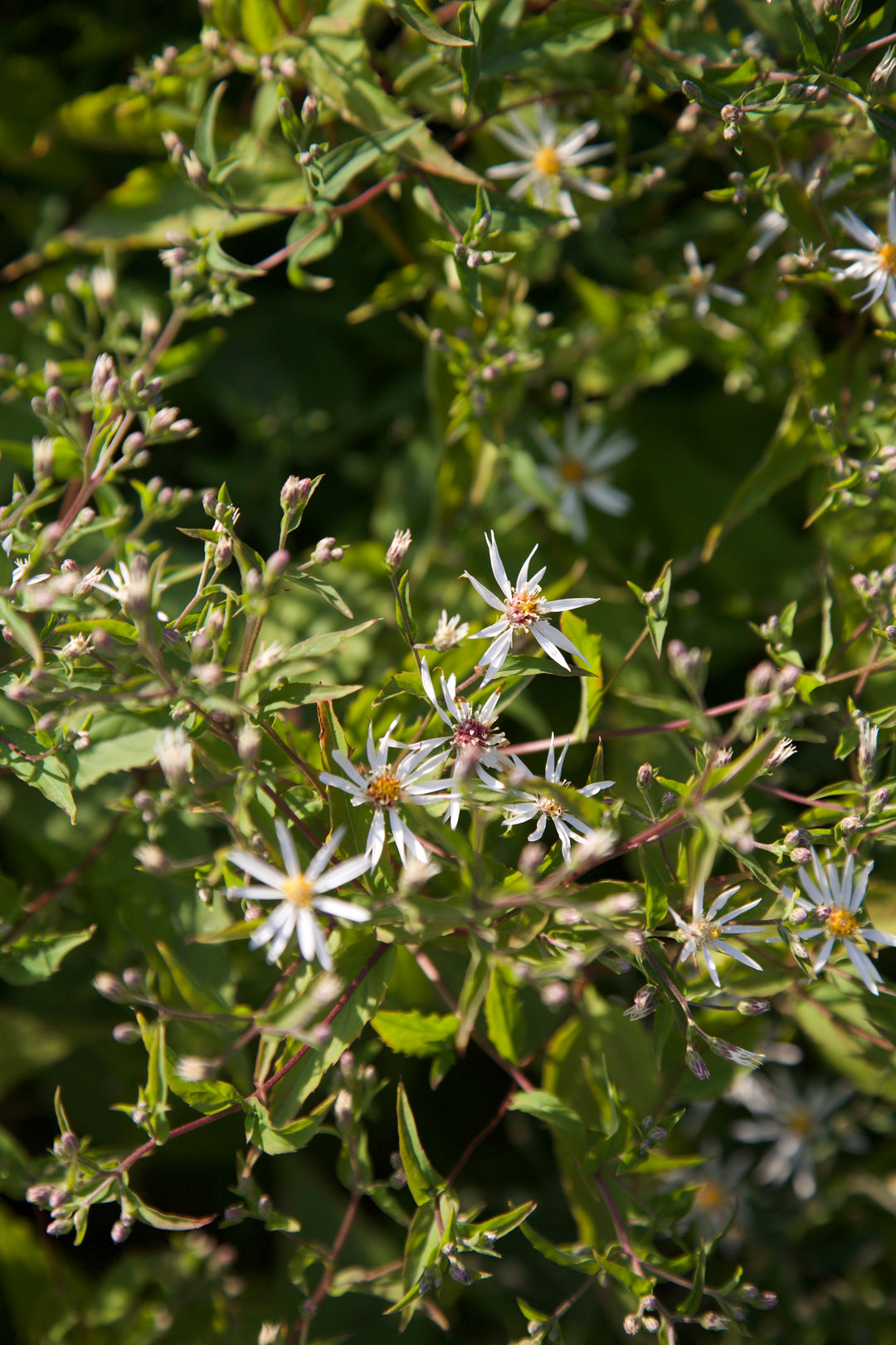 Aster divaricatus 'Eastern Star'