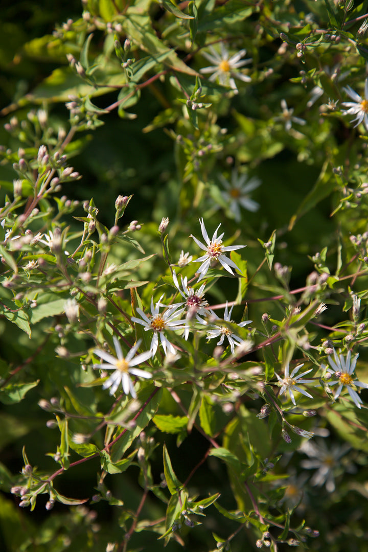 Aster divaricatus 'Eastern Star'