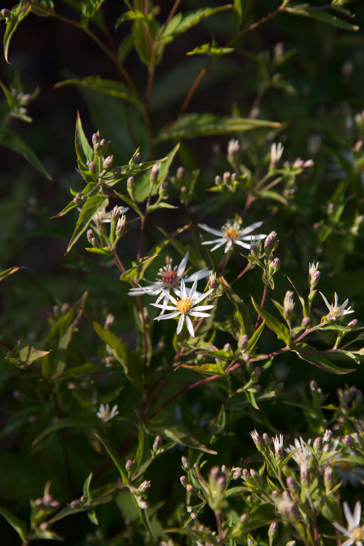 Aster divaricatus 'Eastern Star'