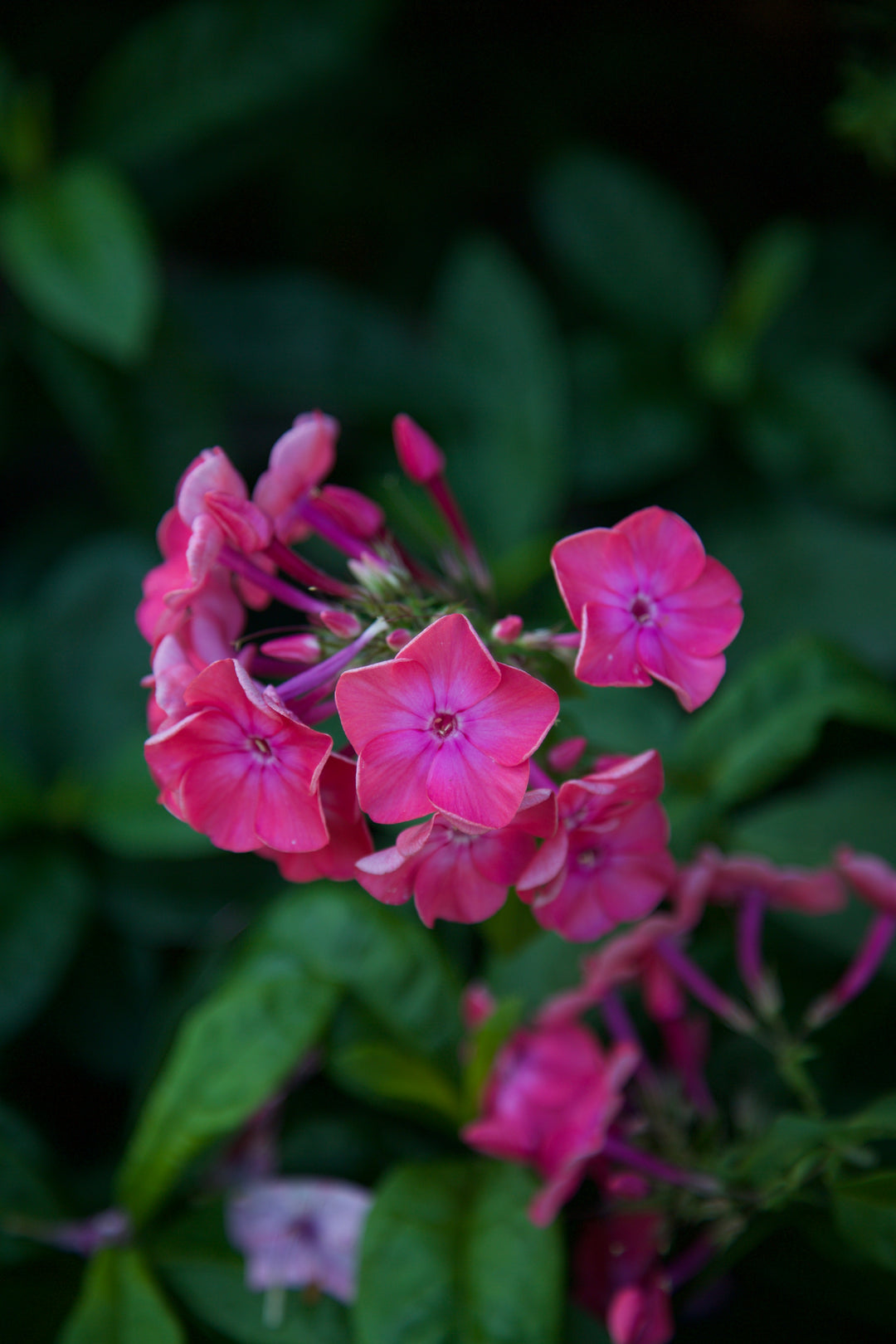 Phlox paniculata 'Doghouse Pink'
