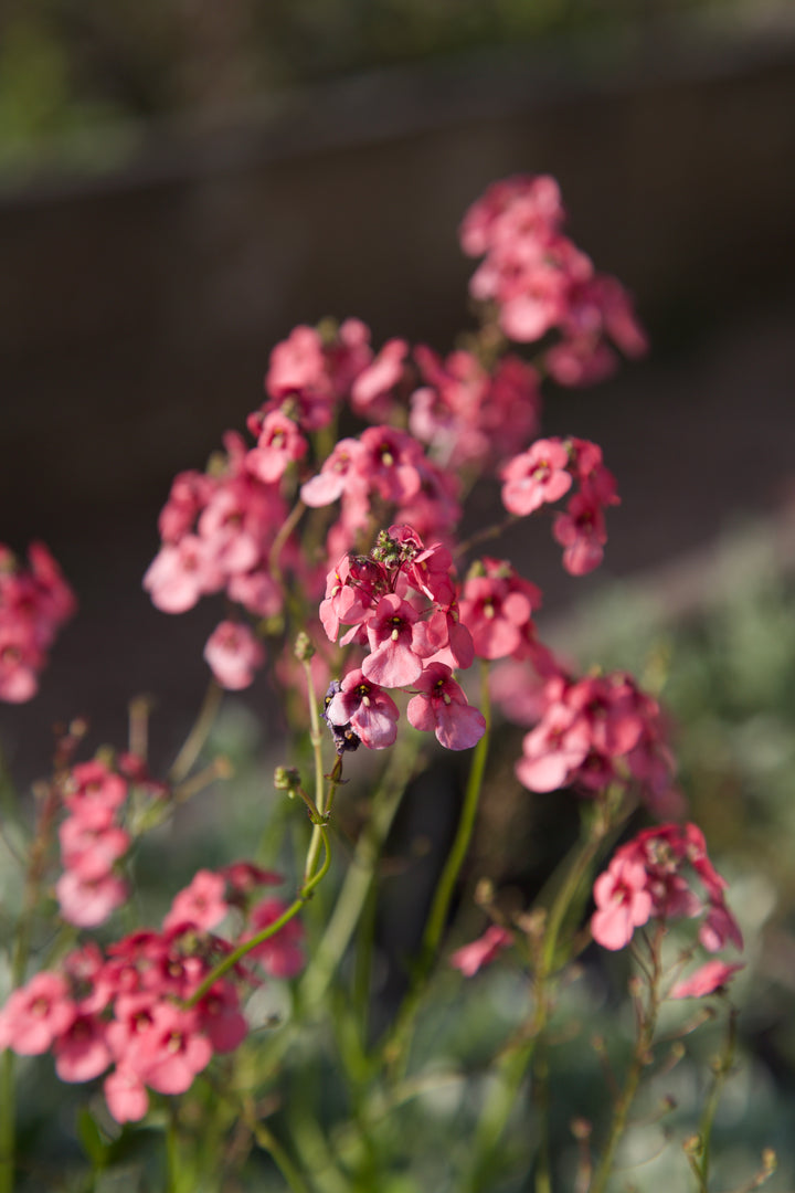 Diascia vigilis 'Jack Elliott'