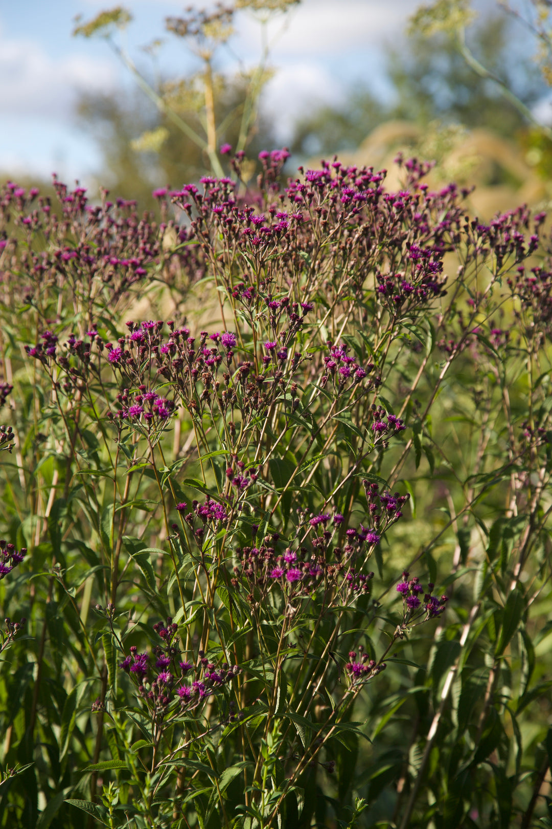 Vernonia arkansana