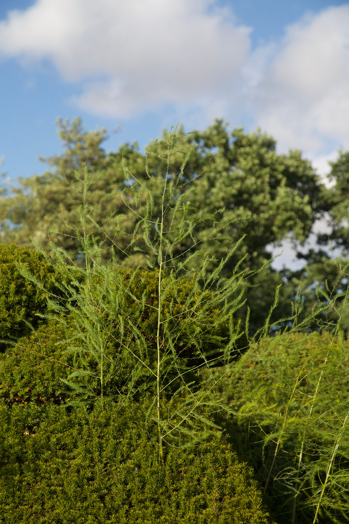 Asparagus officinalis