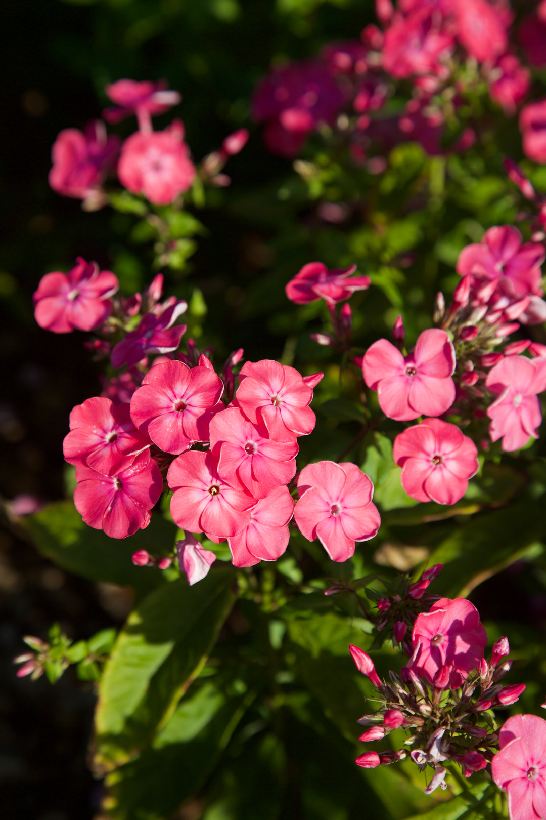 Phlox paniculata 'Doghouse Pink'
