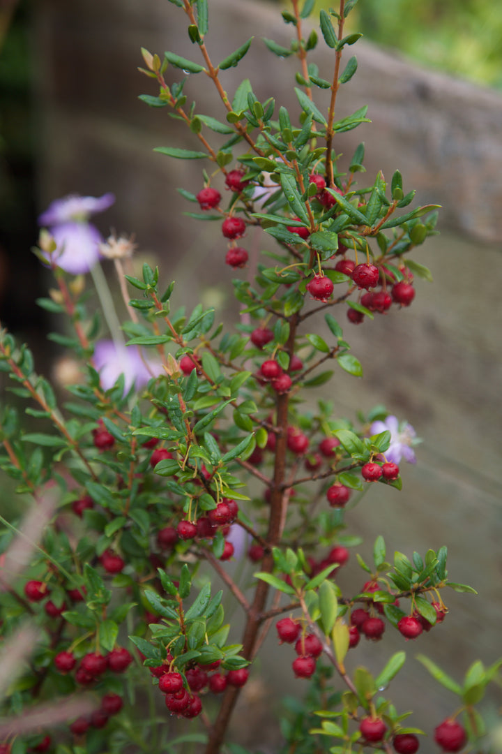 Ugni molinae