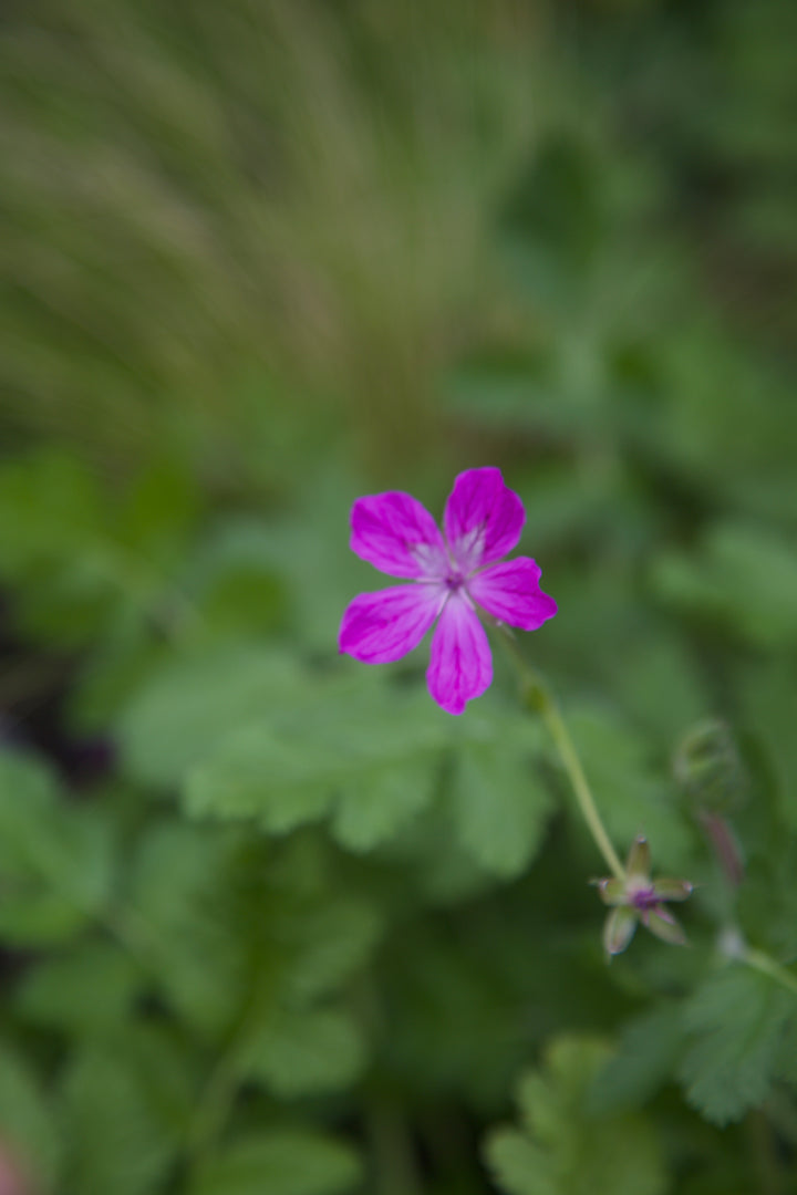 Erodium manescavii
