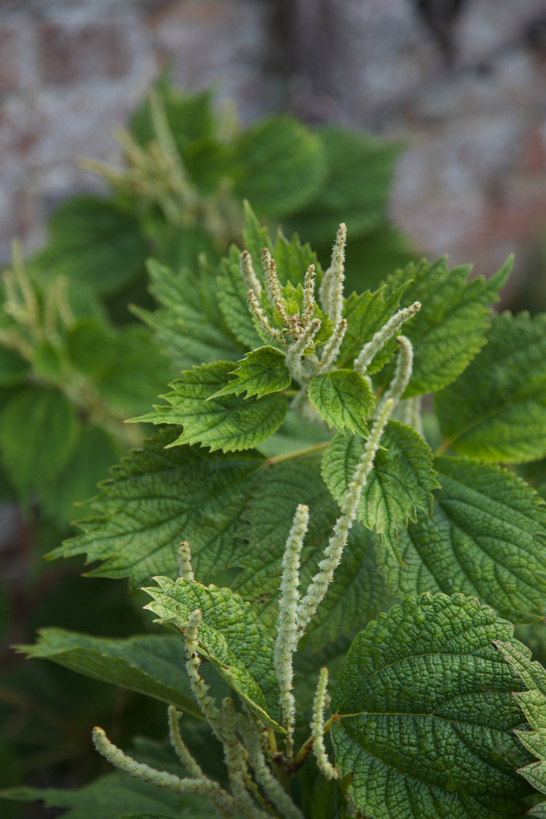 Boehmeria cylindrica