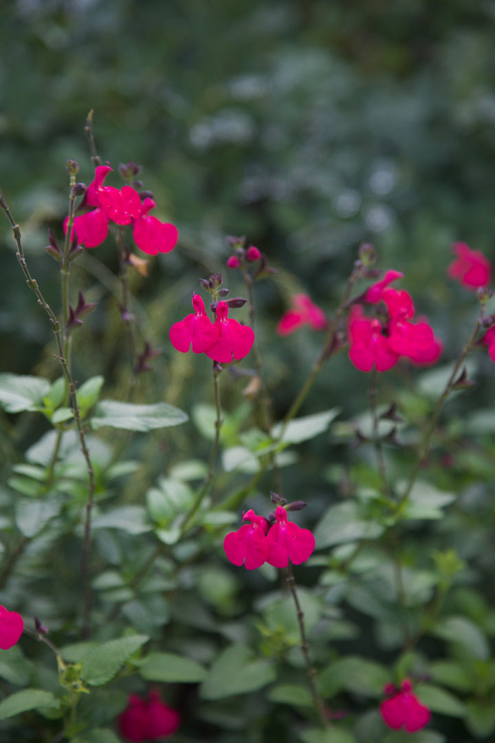 Salvia microphylla 'Cerro Potosi' AGM