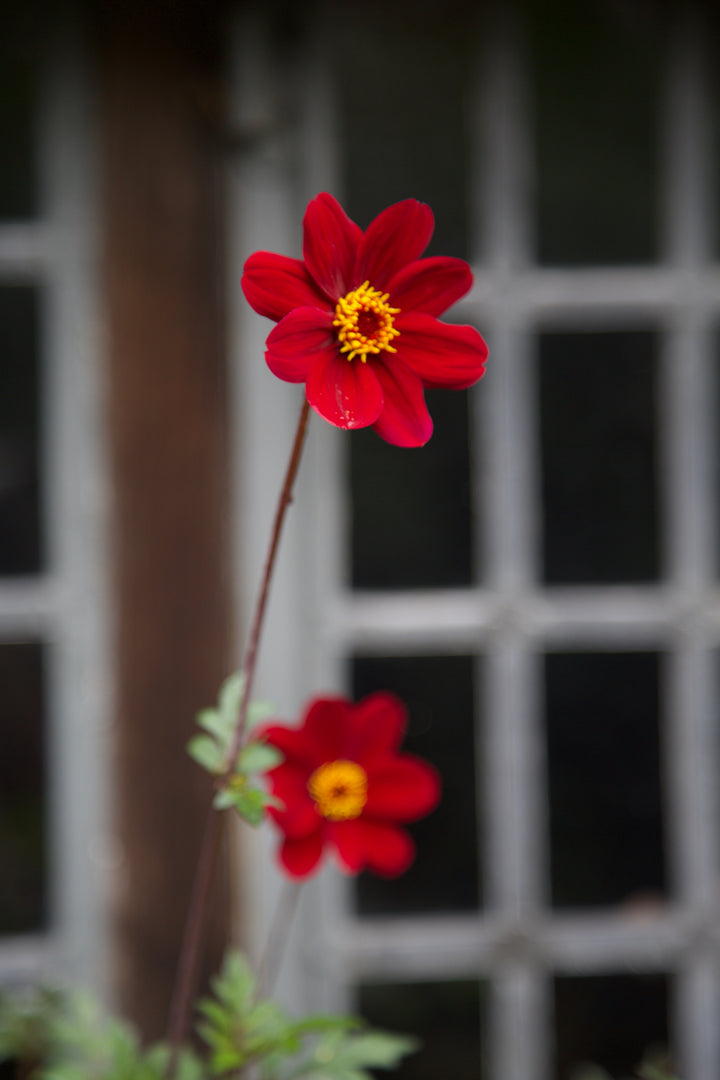 Dahlia 'Mexican Star'