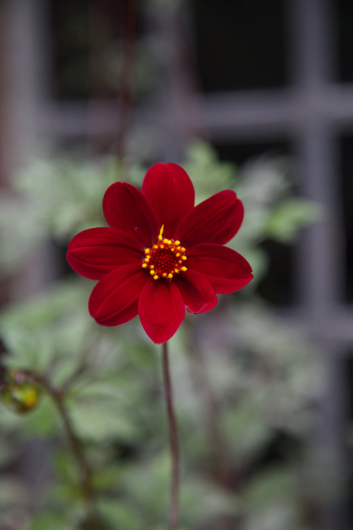 Dahlia 'Mexican Star'