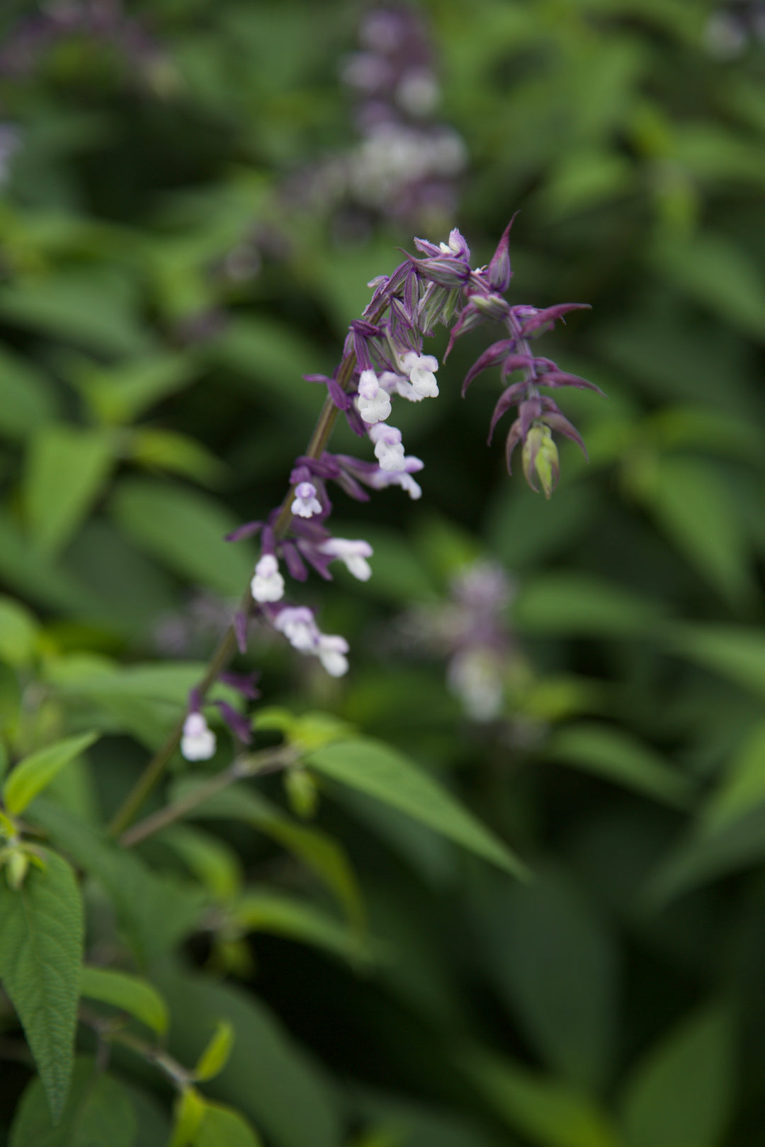 Salvia 'Phyllis Fancy'