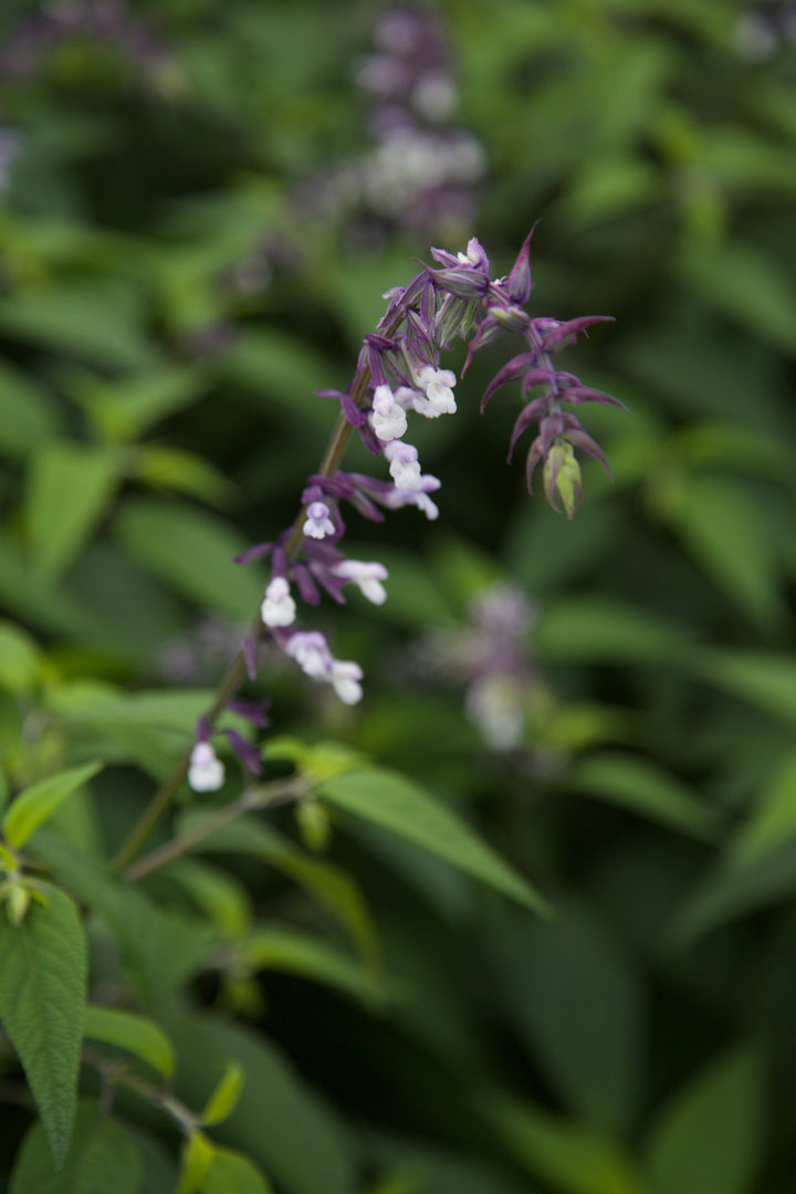 Salvia 'Phyllis Fancy'