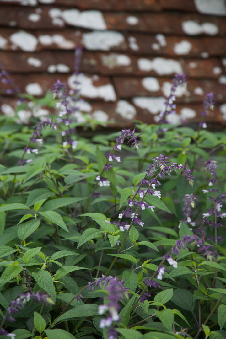 Salvia 'Phyllis Fancy'