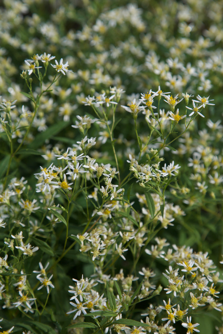Aster glehnii