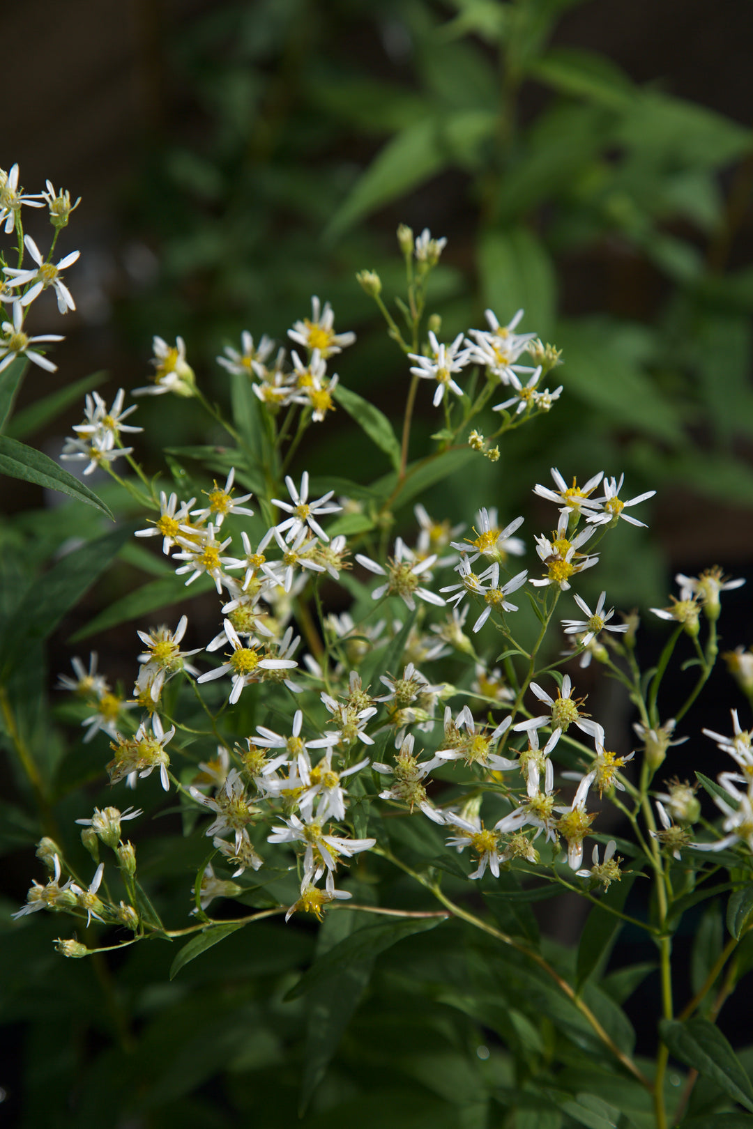 Aster glehnii