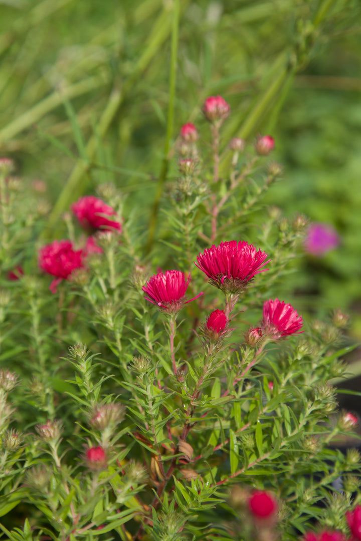 Symphyotrichum novae-angliae 'Andeken an Alma Potschke'