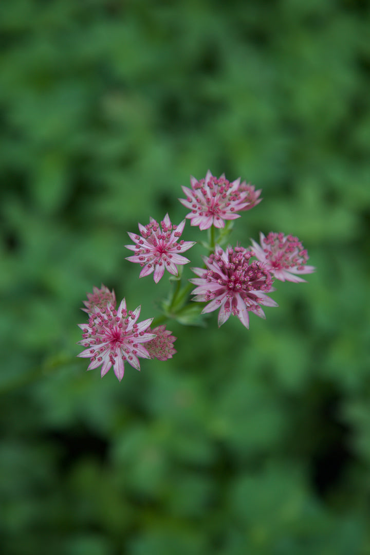Astrantia 'Roma' AGM
