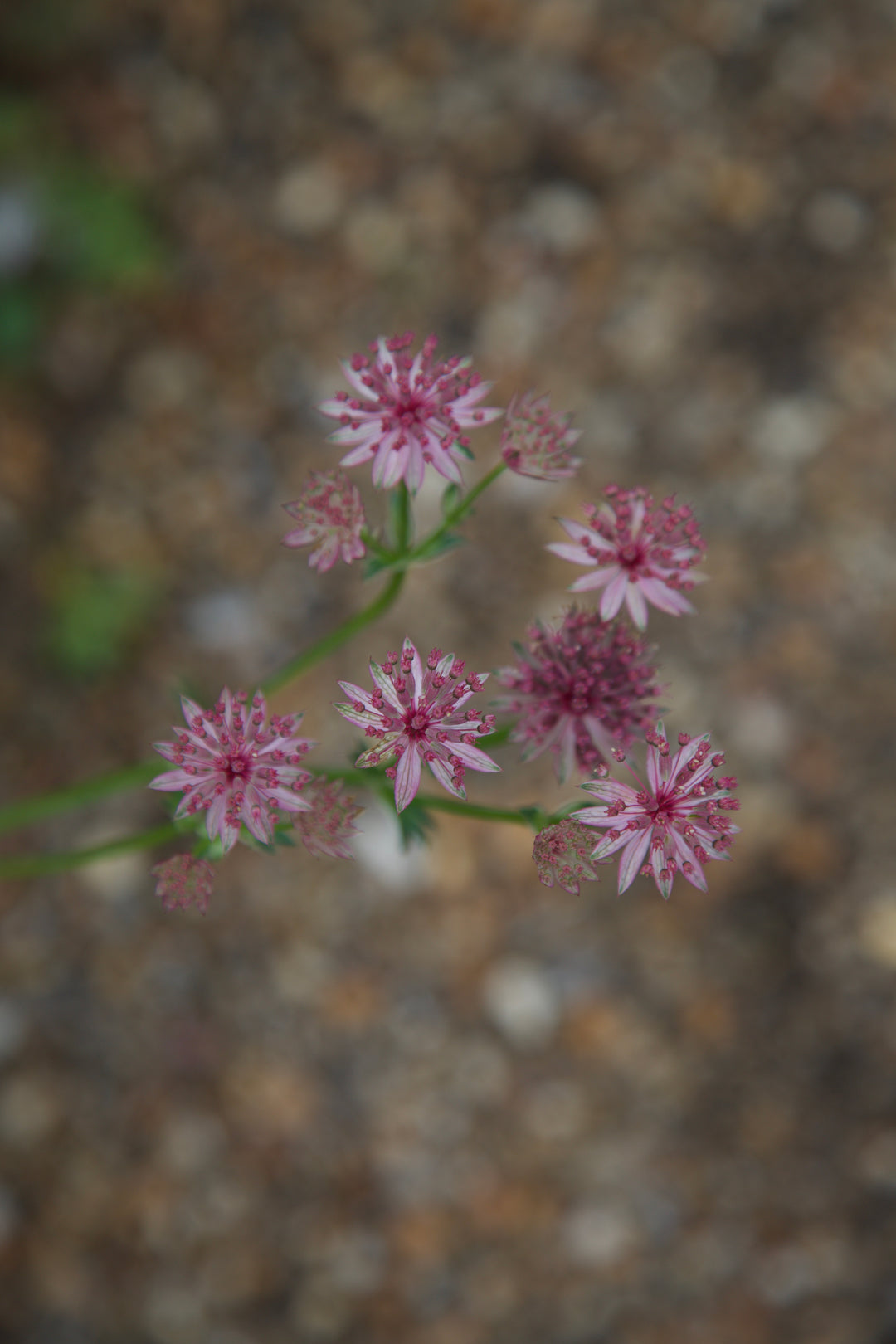 Astrantia 'Roma' AGM