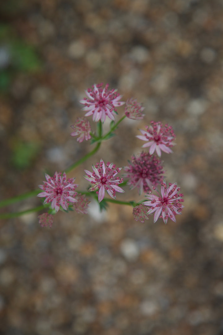 Astrantia 'Roma' AGM