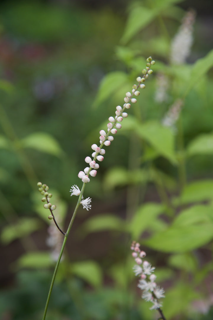 Actaea japonica 'Cheju-do'