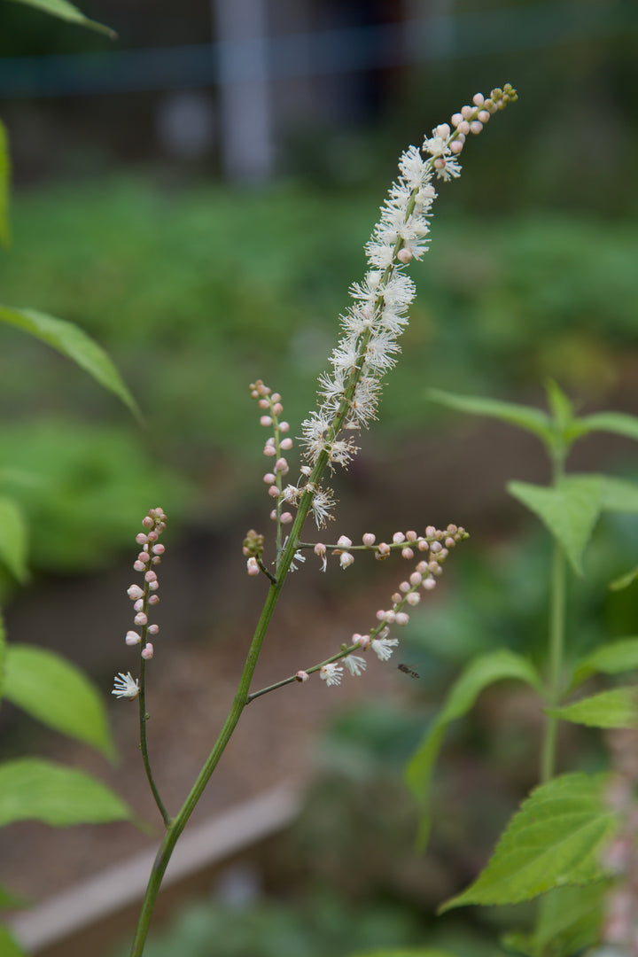 Actaea japonica 'Cheju-do'