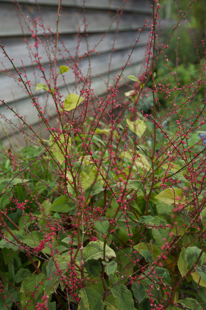 Persicaria virginiana var. filiformis