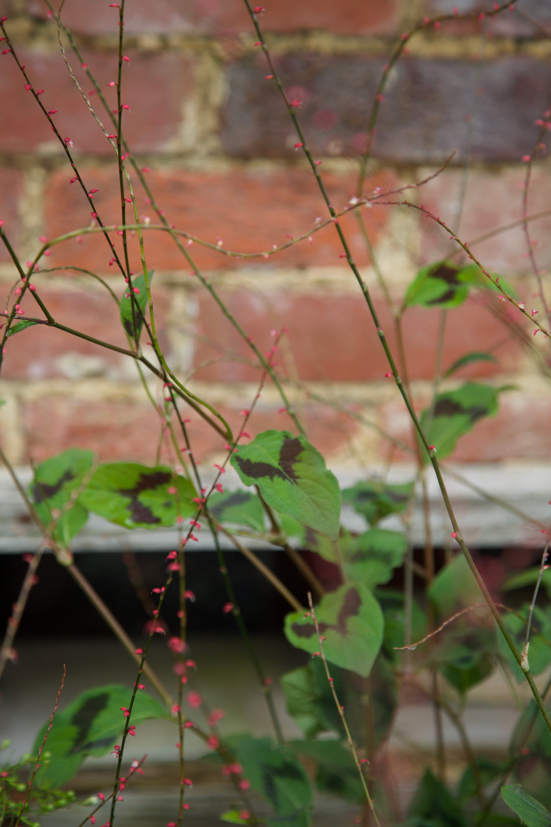 Persicaria virginiana var. filiformis