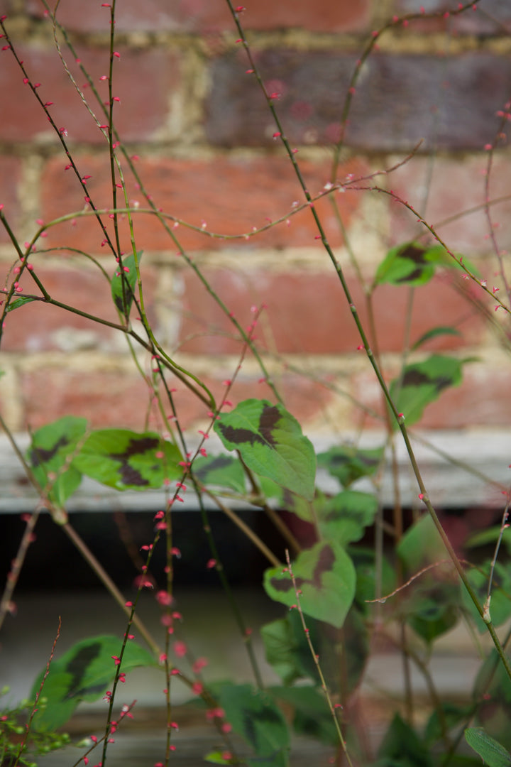 Persicaria virginiana var. filiformis