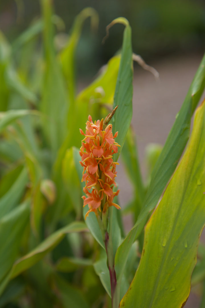 Hedychium densiflorum