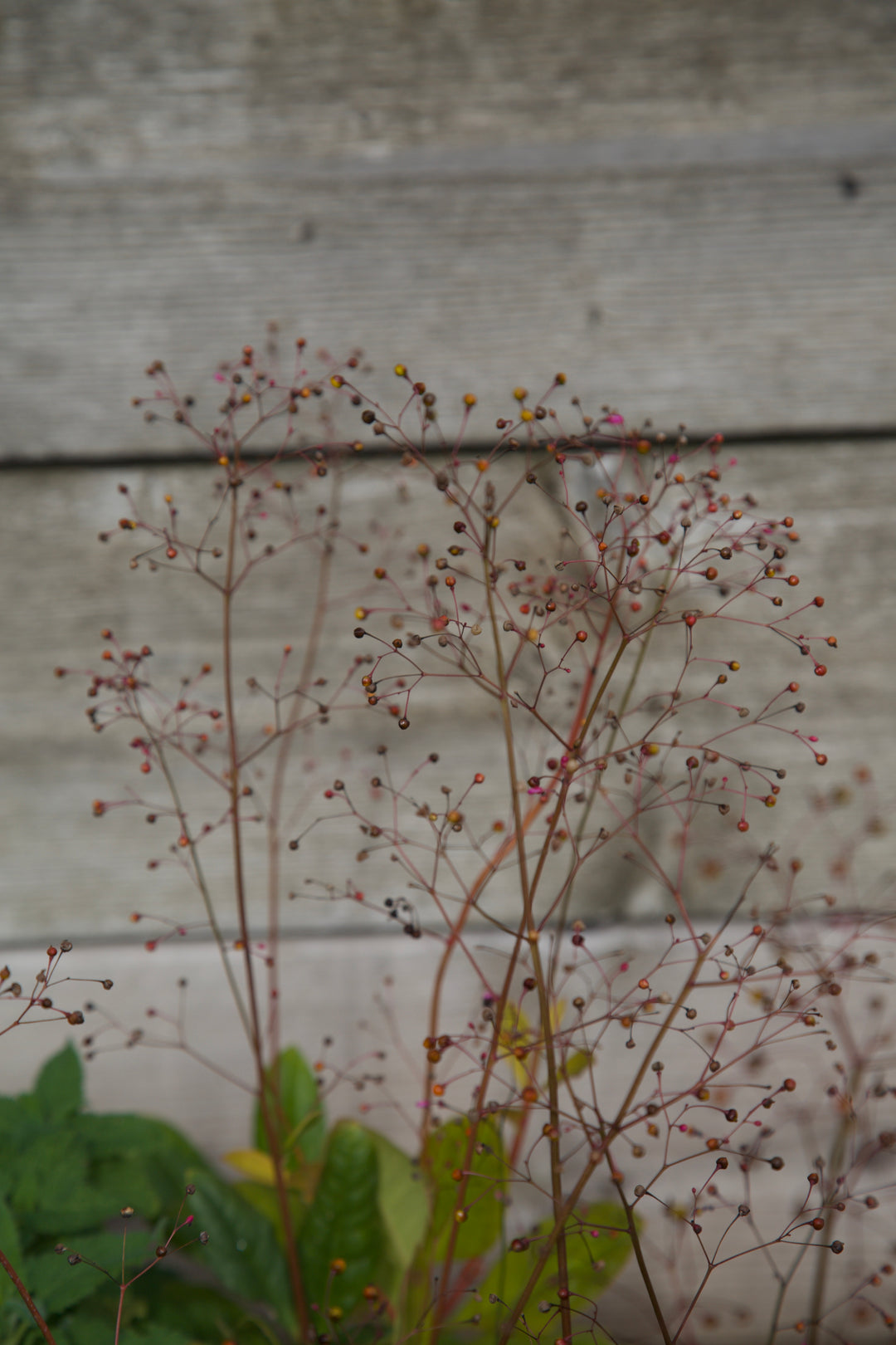 Talinum paniculatum
