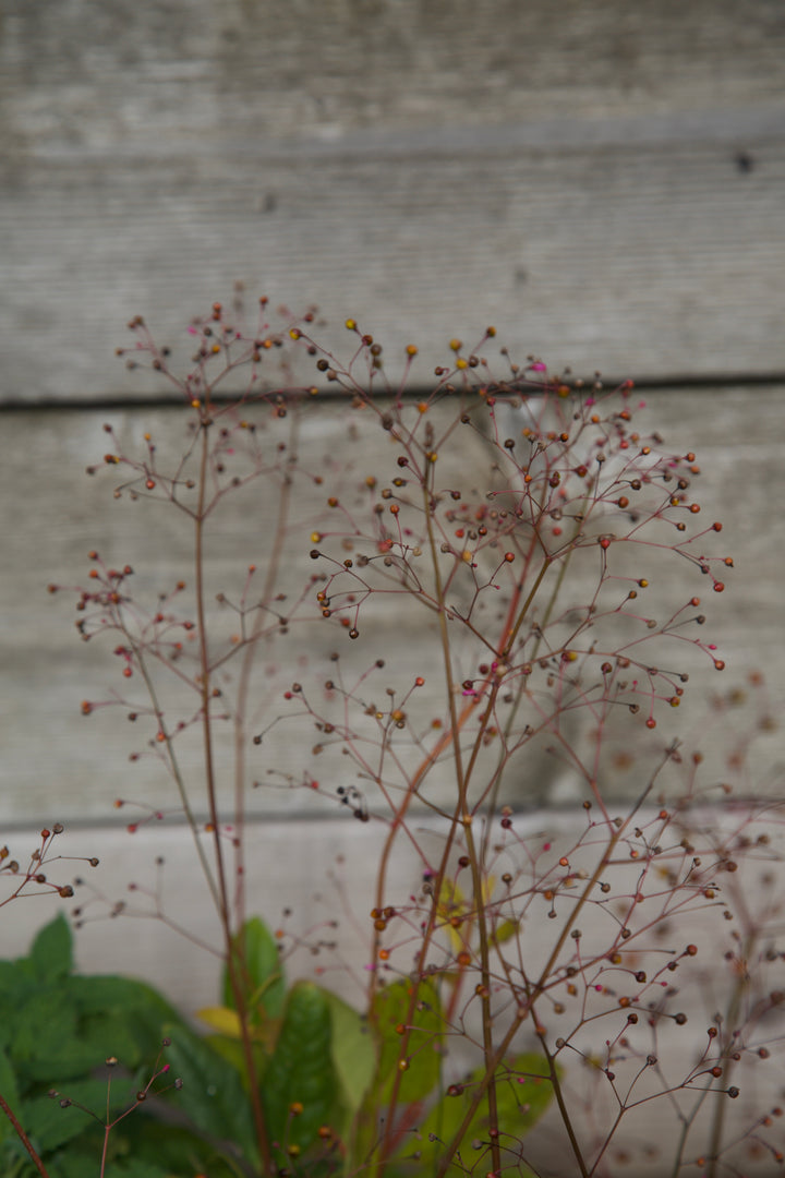 Talinum paniculatum