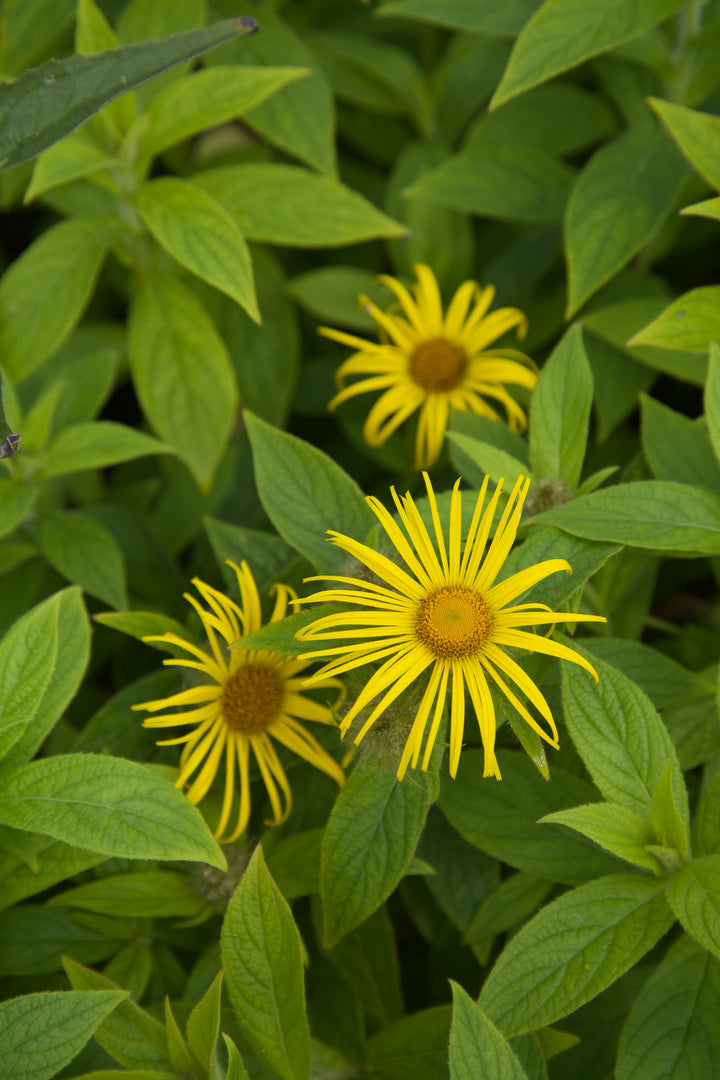 Inula hookeri AGM