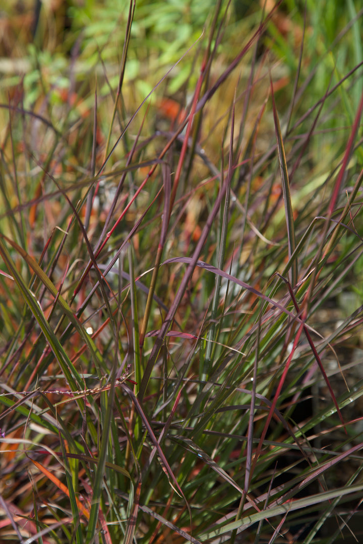 Andropogon gerardii 'Blackhawks'