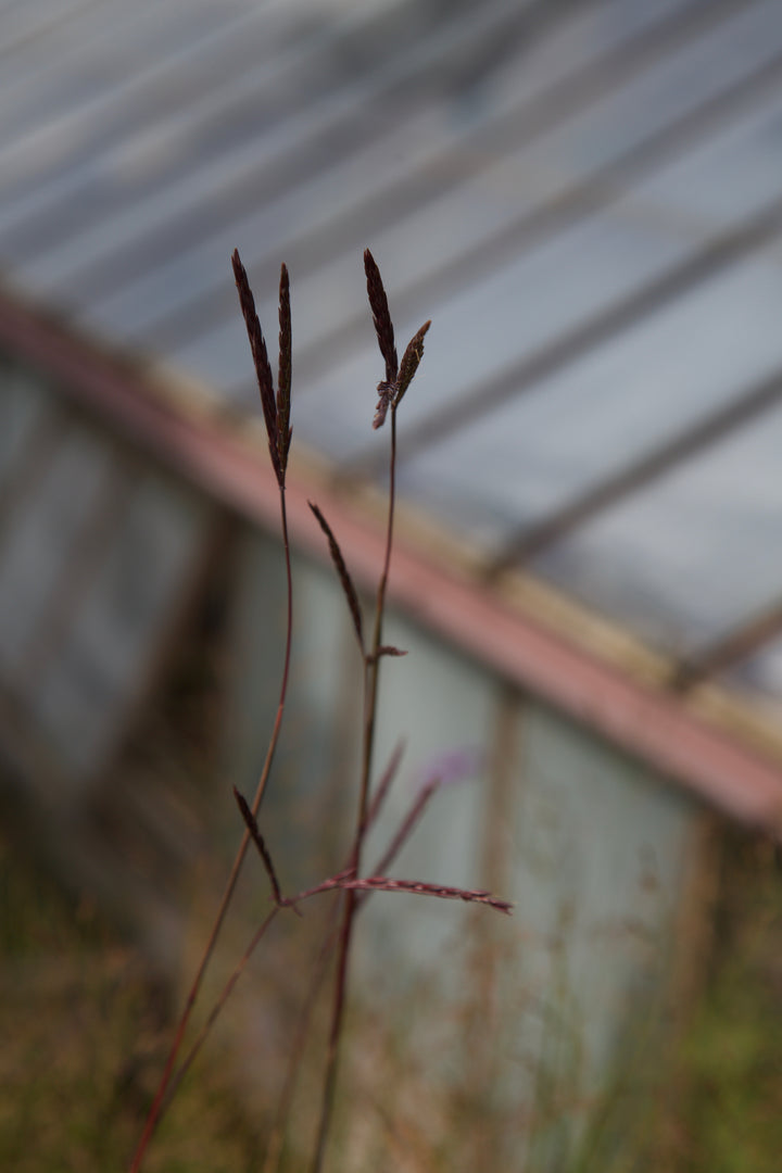 Andropogon gerardii 'Blackhawks'