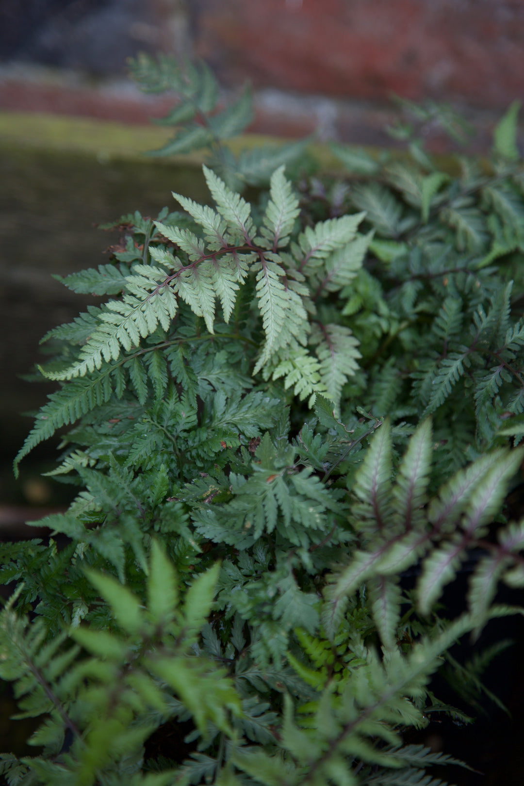 Athyrium niponicum var. pictum AGM