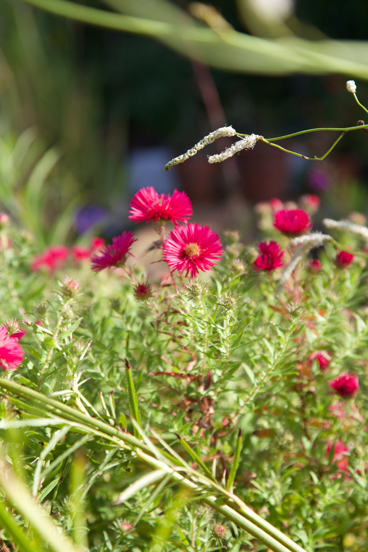 Symphyotrichum novae-angliae 'Andeken an Alma Potschke'
