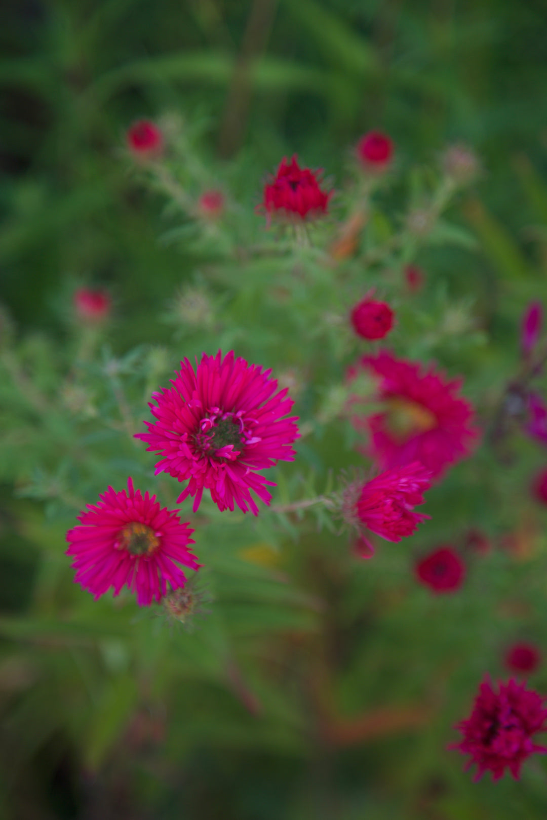 Symphyotrichum novae-angliae 'Andeken an Alma Potschke'