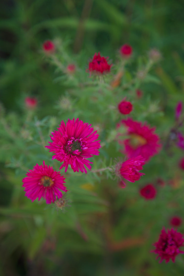 Symphyotrichum novae-angliae 'Andeken an Alma Potschke'
