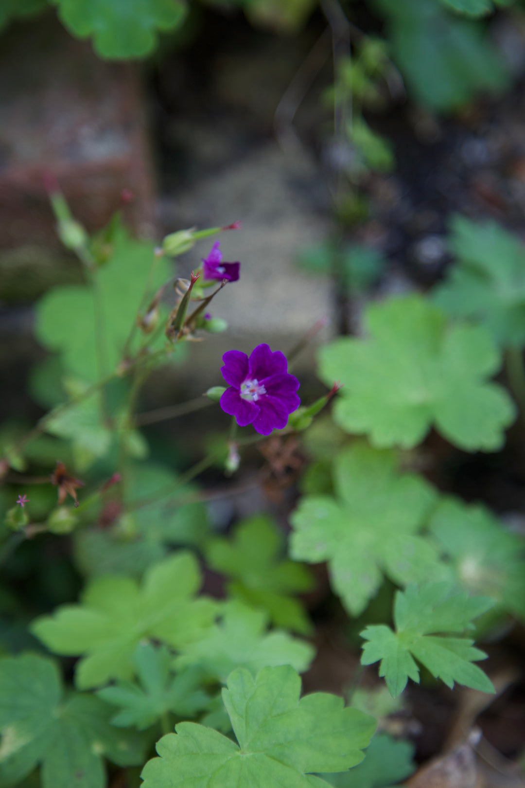 Geranium nodosum 'Fielding's Folly'