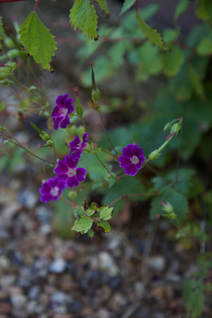 Geranium nodosum 'Fielding's Folly'