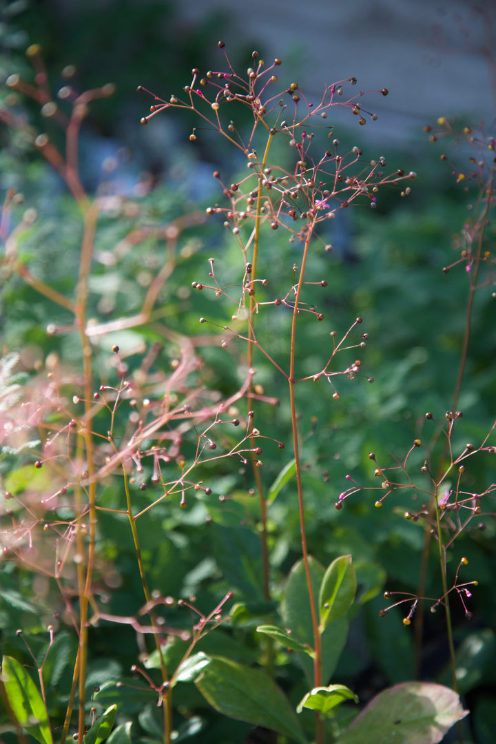 Talinum paniculatum