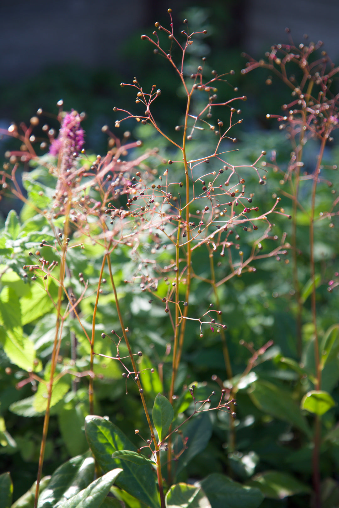 Talinum paniculatum