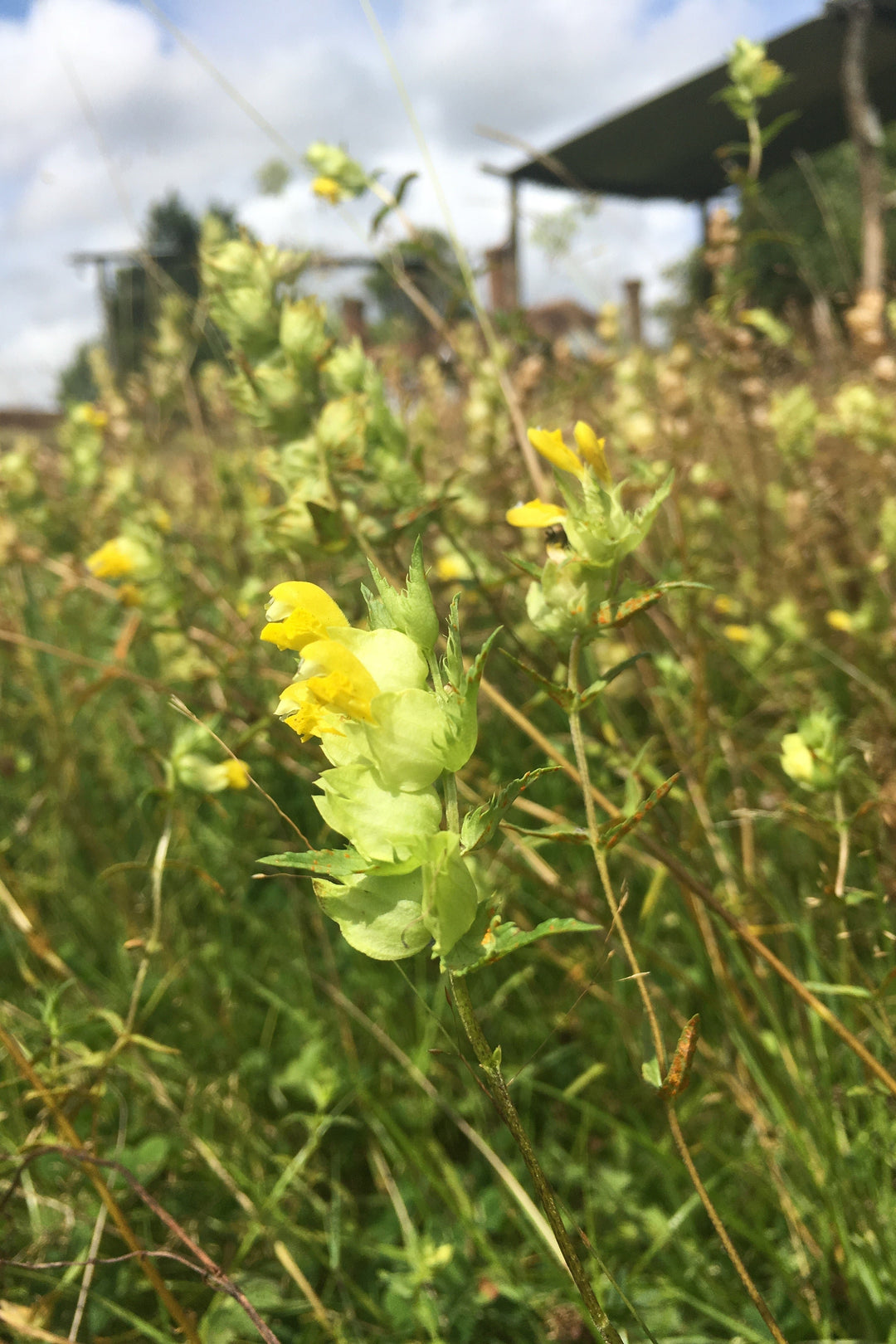 Rhinanthus minor 