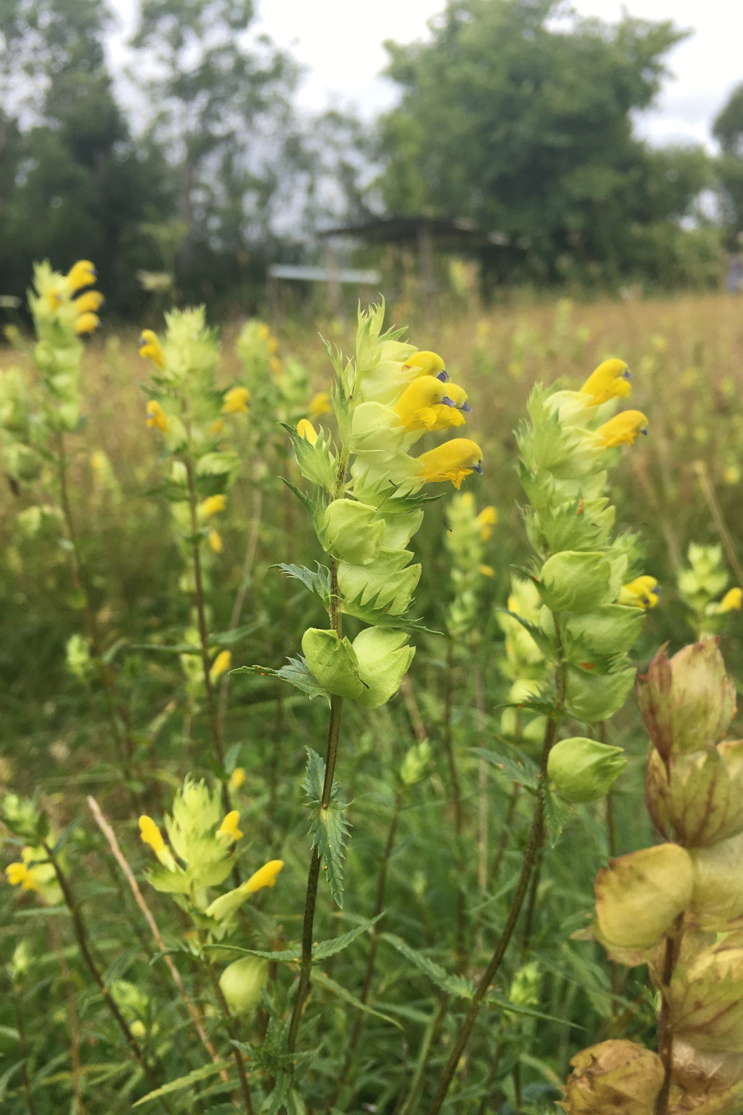 Rhinanthus minor Yellow Rattle