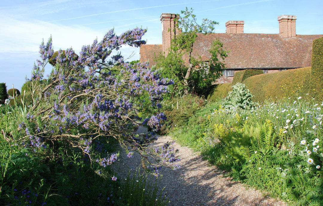 Salvia rosmarinus (Angustissimus Group) 'Benenden Blue'