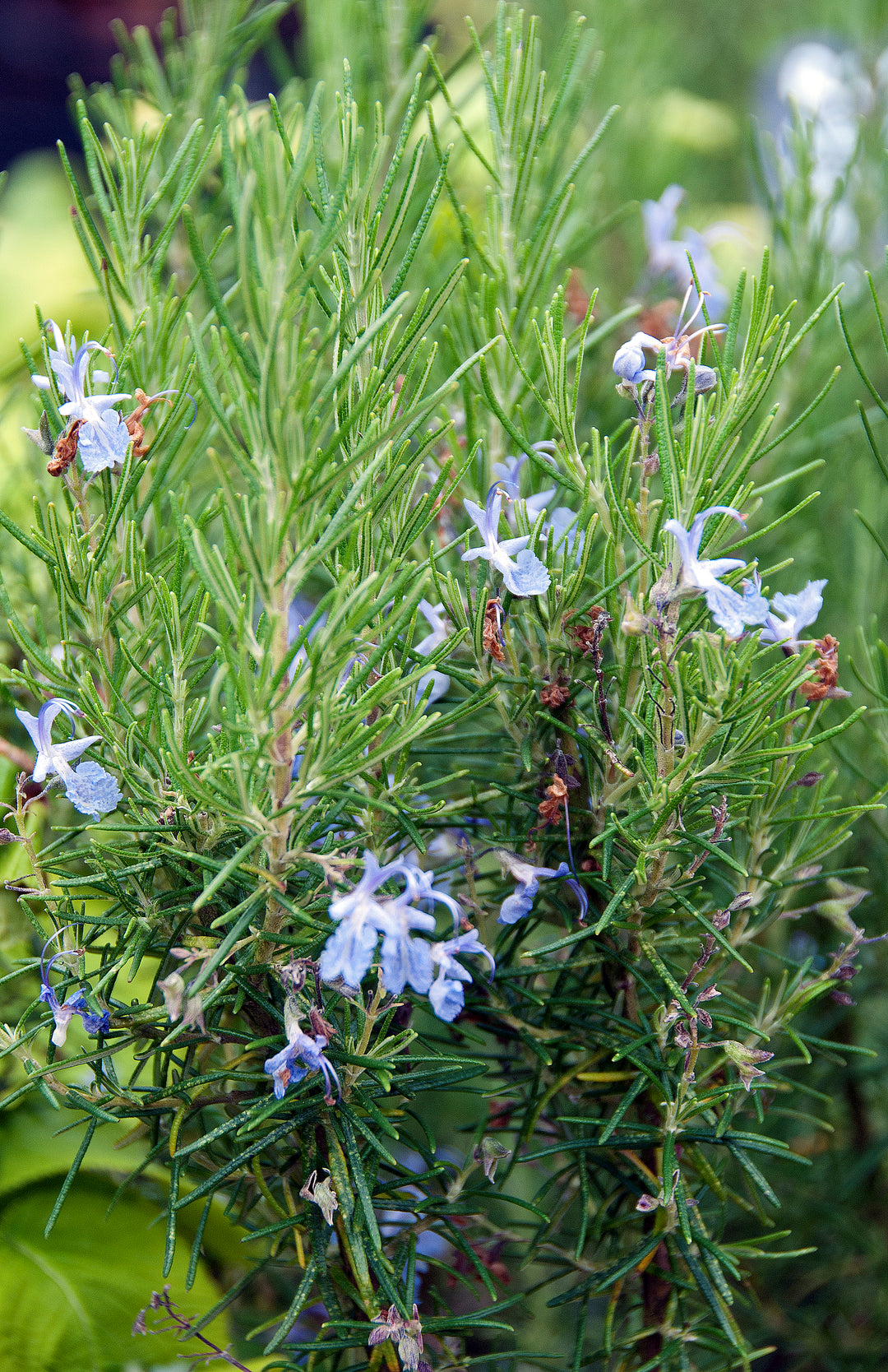 Salvia rosmarinus (Angustissimus Group) 'Benenden Blue'